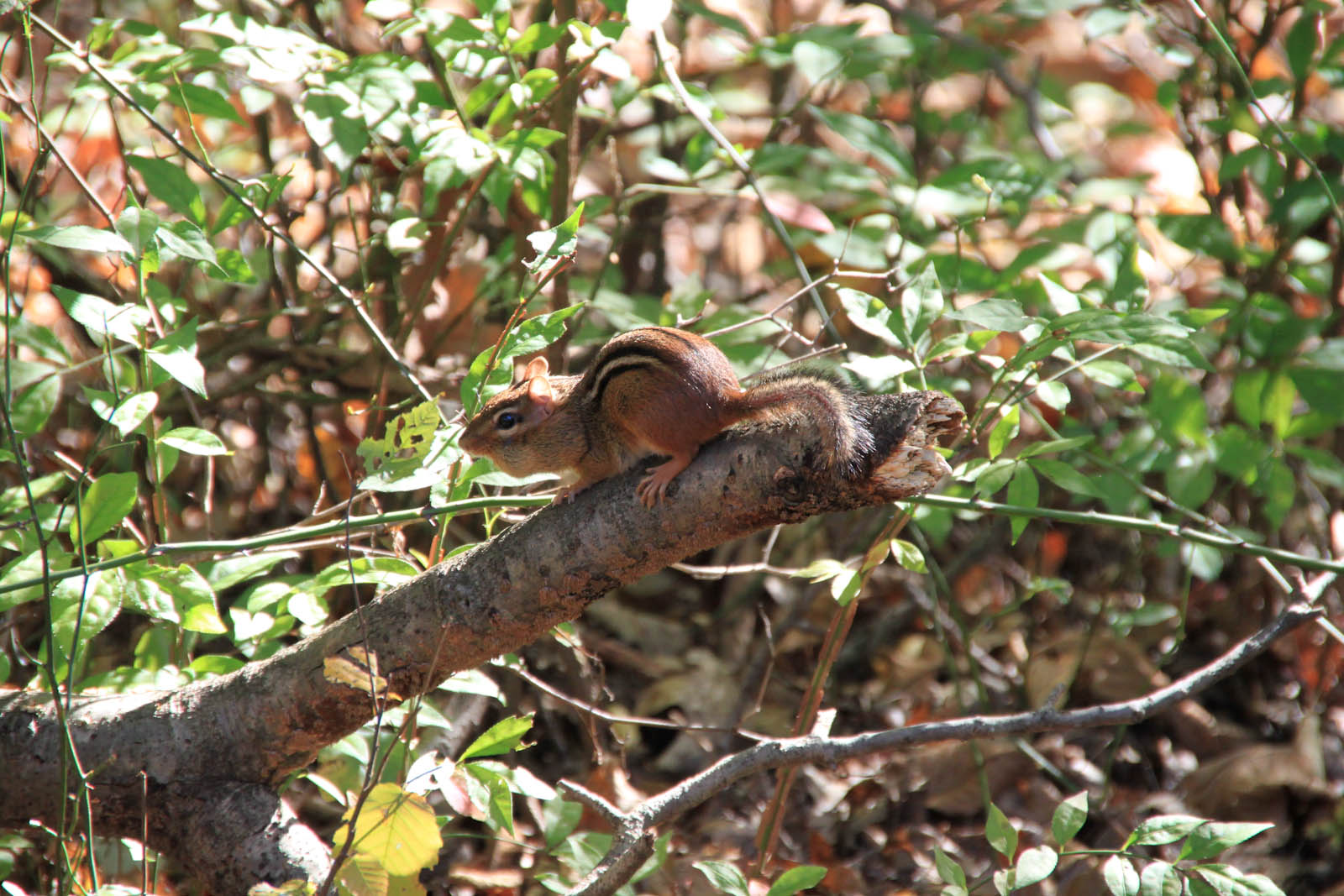 Streifenhörnchen - Chipmunk